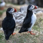 Lovely puffins