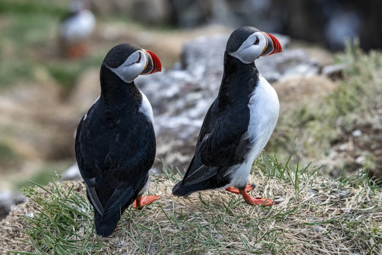 Lovely puffins
