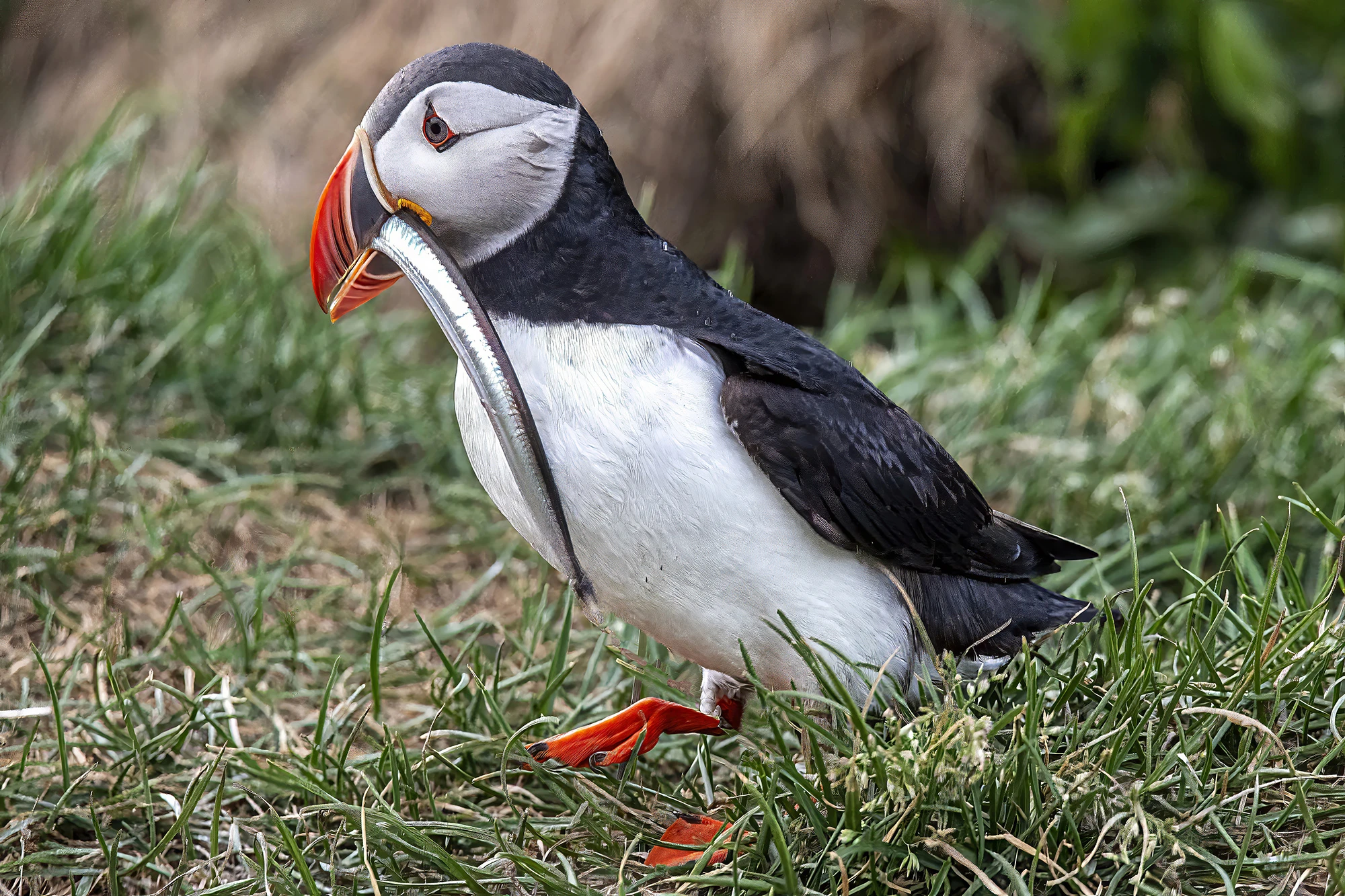 Big fish for the small chick, Iceland 2023 – photo by Reiner Boehme