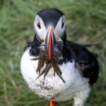Sandeels supplies for the chick