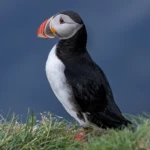 Puffin hill