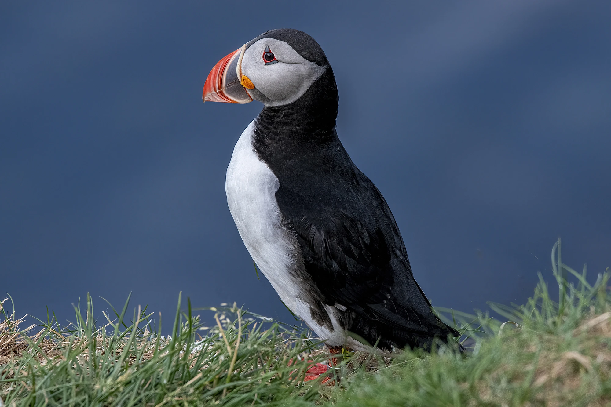 Puffin hill, Iceland 2023 – photo by Reiner Boehme
