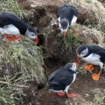 2 watching birds beak
