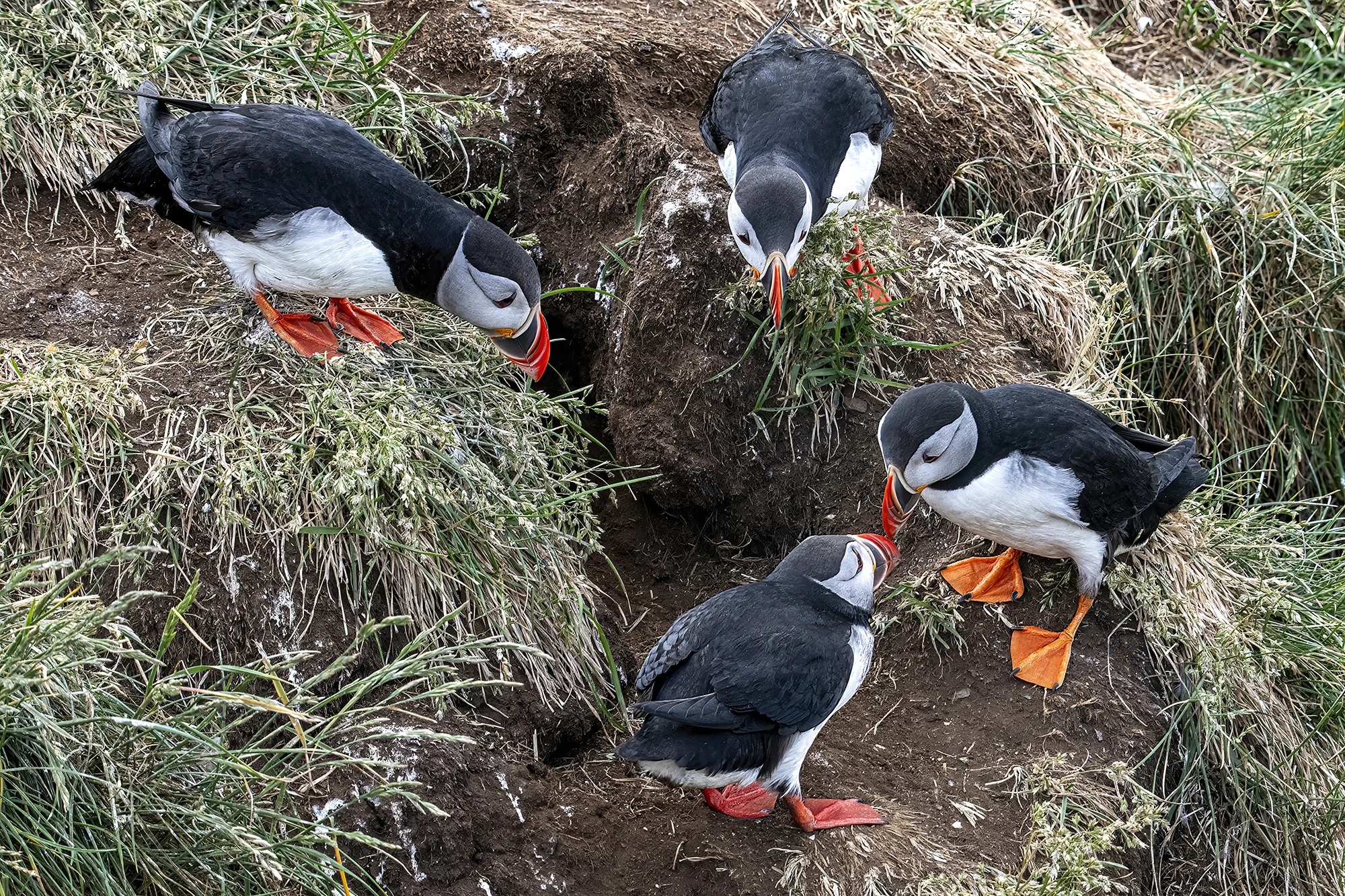 2 watching birds beak, Iceland 2023 – photo by Reiner Boehme