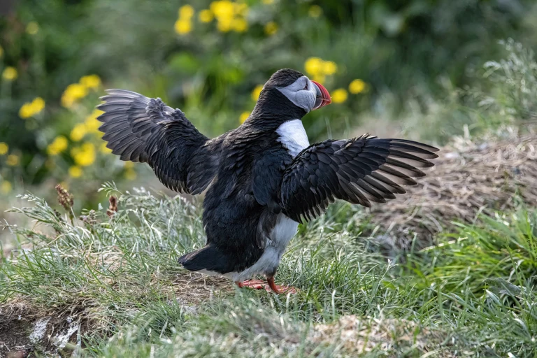 Spreading wings
