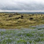 Lava fields