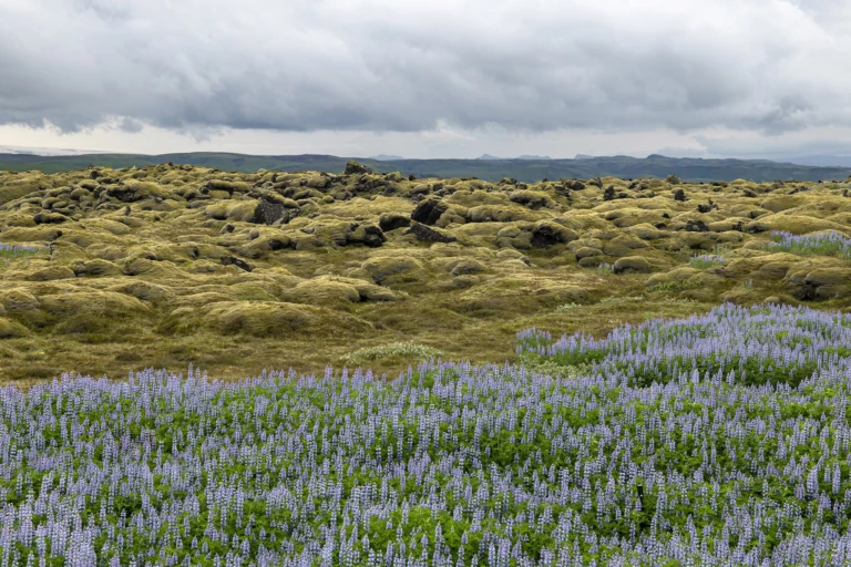 Lava fields