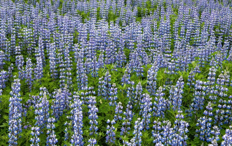 Lupins