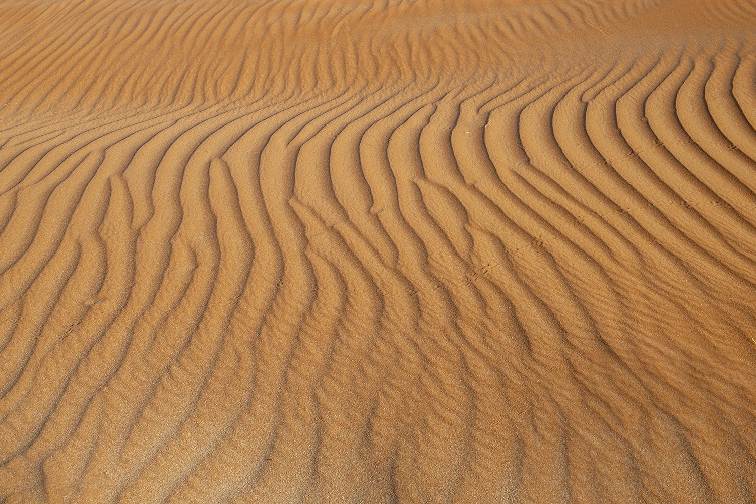 The desert from the ground, Oman – photo by Reiner Boehme
