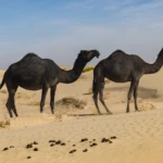 Camels