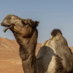 The only bull, enjoying a harem of 120 camels