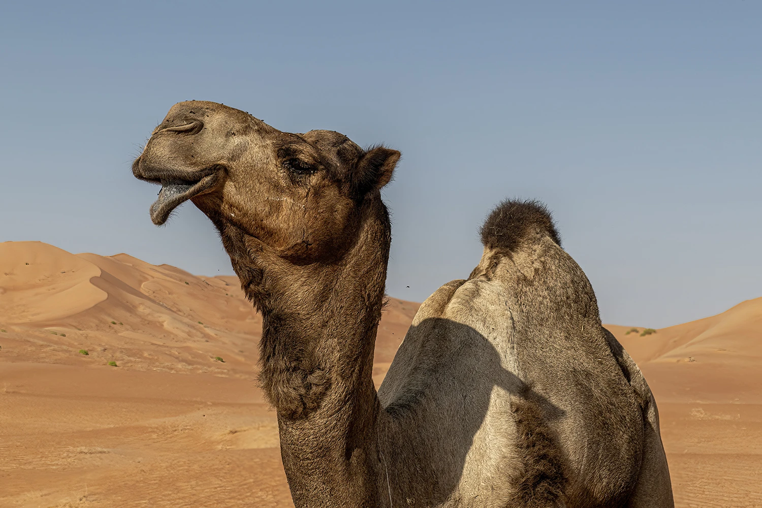 The only bull, enjoying a harem of 120 camels, Oman – photo by Reiner Boehme