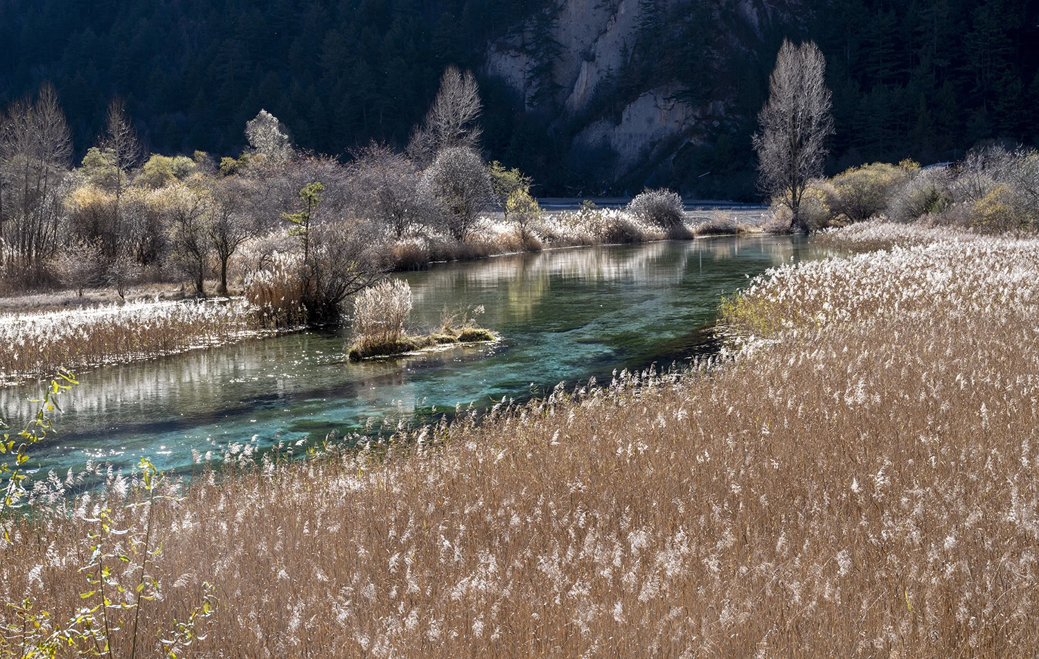 Reed against the sun, Southwest China – photo by Reiner Boehme