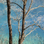 Tree in front of a colorful lake