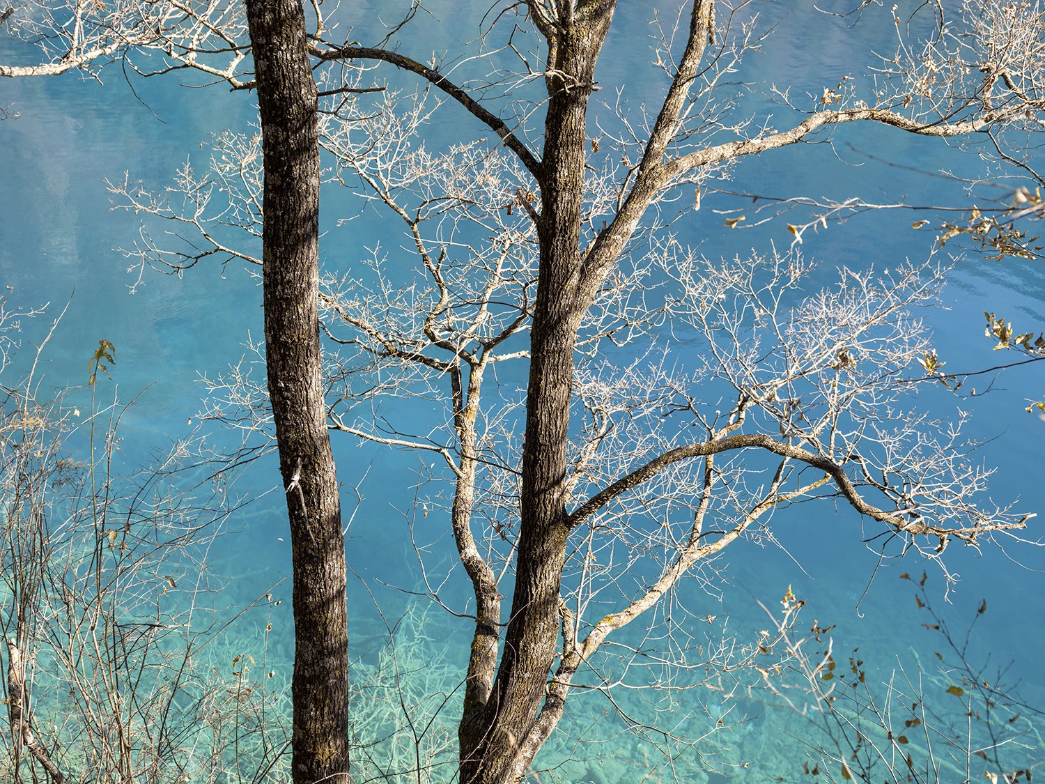 Tree in front of a colorful lake, Southwest China – photo by Reiner Boehme