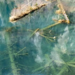 Panda lake turmoil