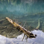 Floating tree trunk