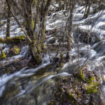 Flowing through bushes
