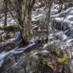 Flowing through bushes