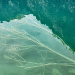 Dead tree under the water