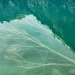 Dead tree under the water