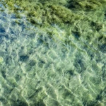 Beauty in the water