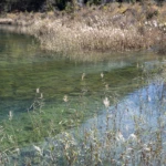 Reed and colorful water