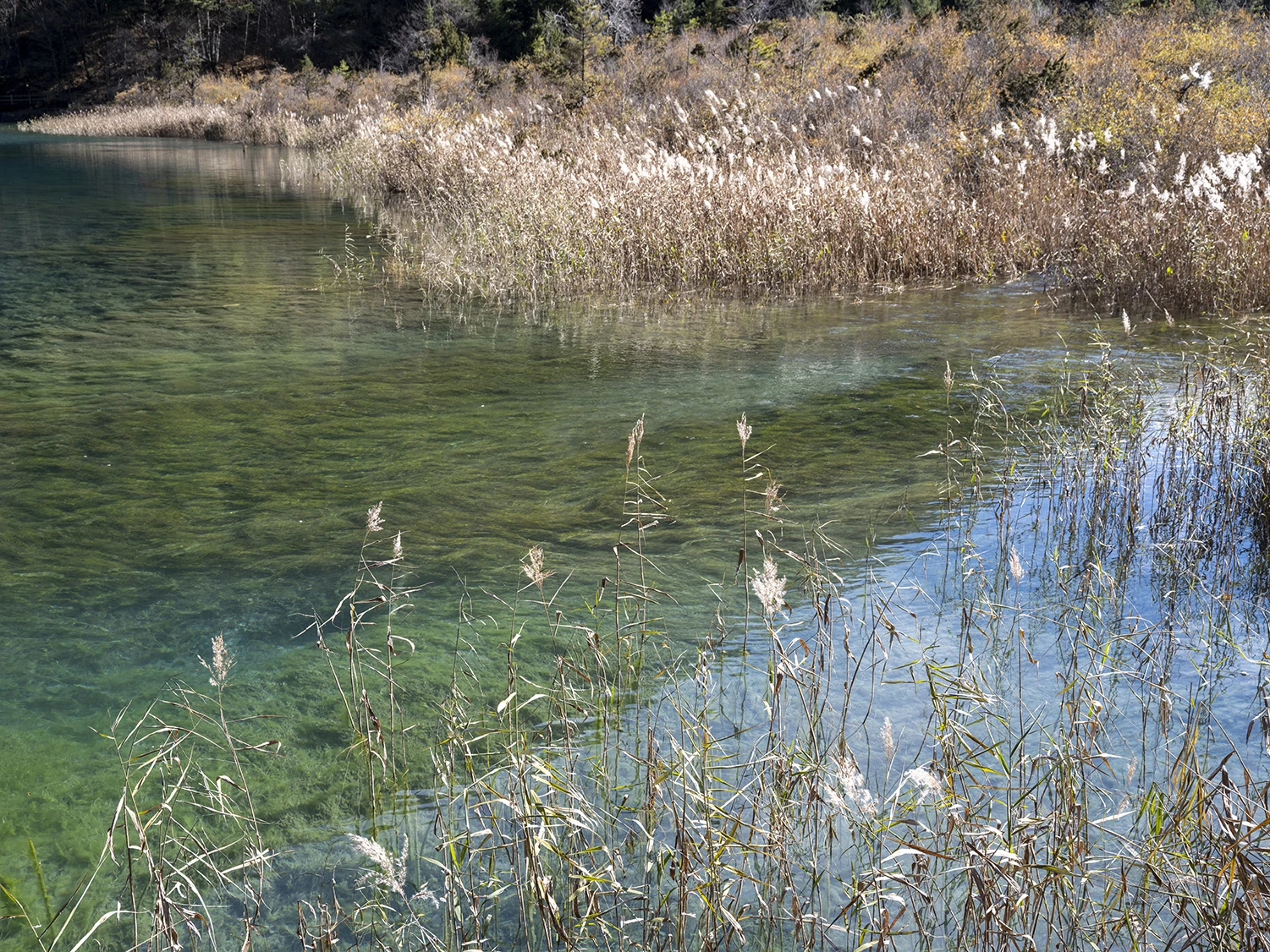Reed and colorful water, Southwest China – photo by Reiner Boehme