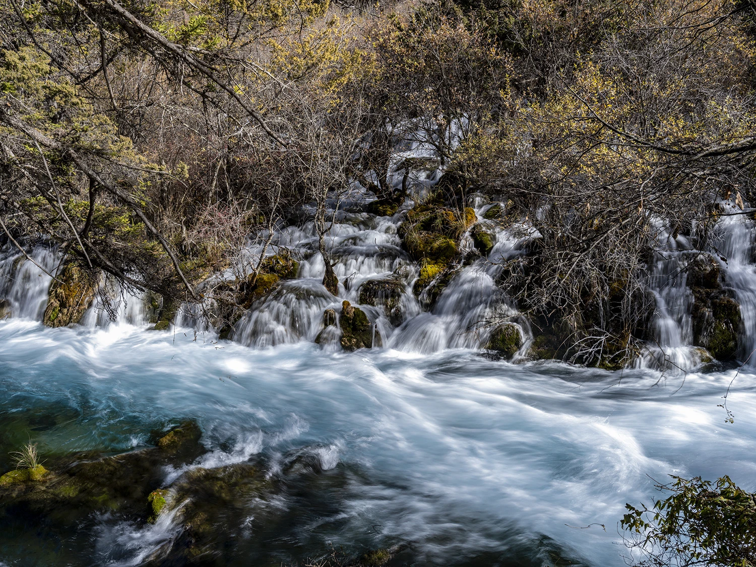 Bushes, Southwest China – photo by Reiner Boehme