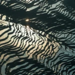 Large rice terraces