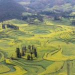 Rapeseed