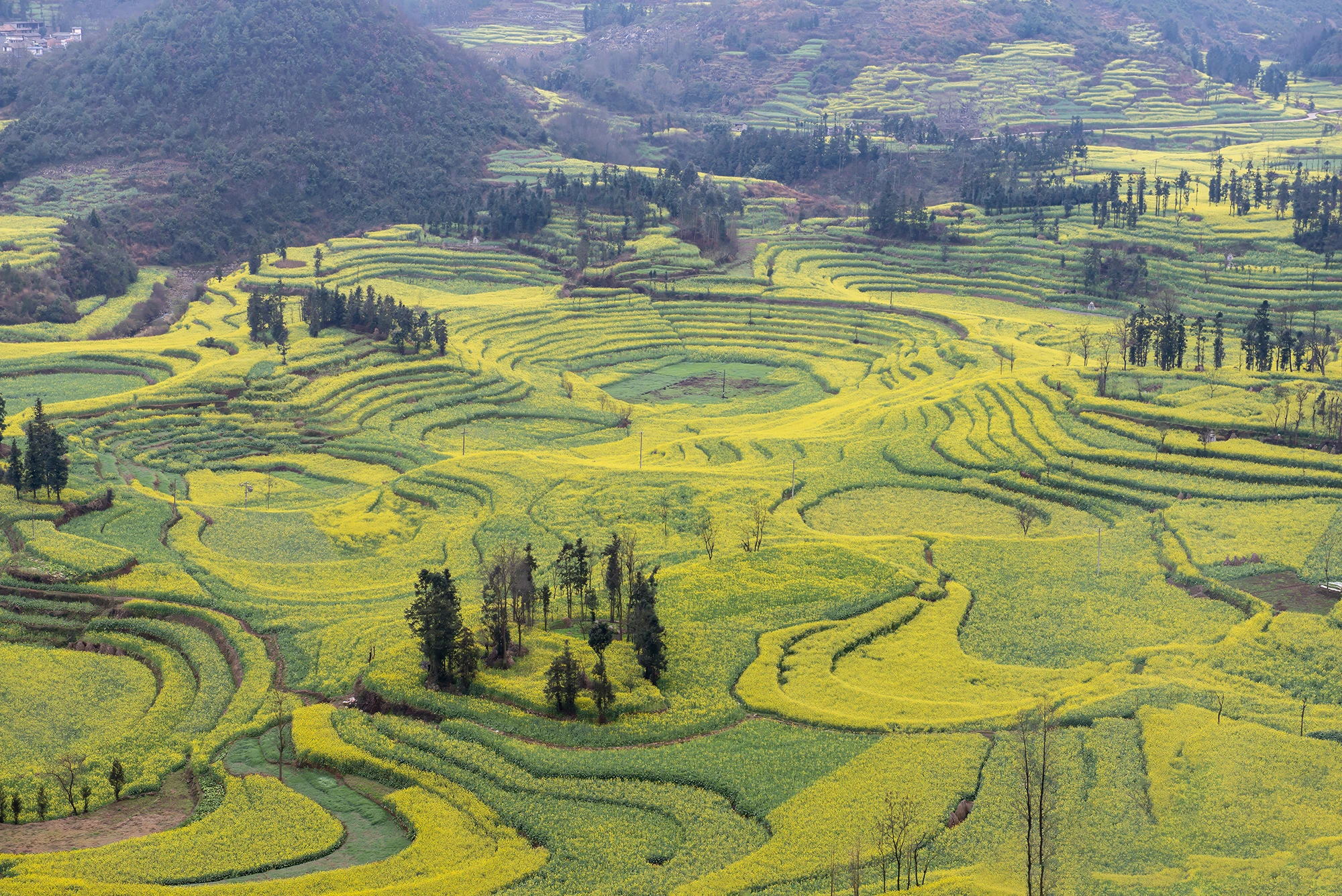 Rapeseed, Yuanyang – photo by Reiner Boehme