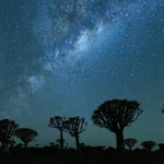 3 am at the quiver tree forest