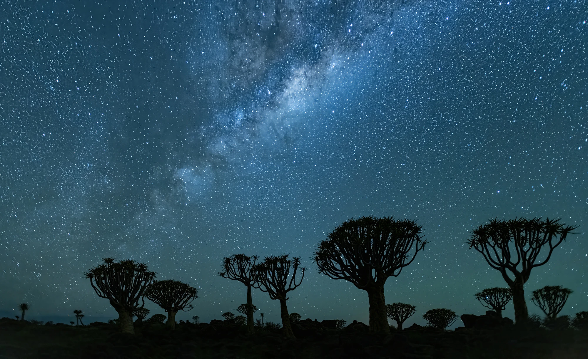 3 am at the quiver tree forest, Namibia – photo by Reiner Boehme