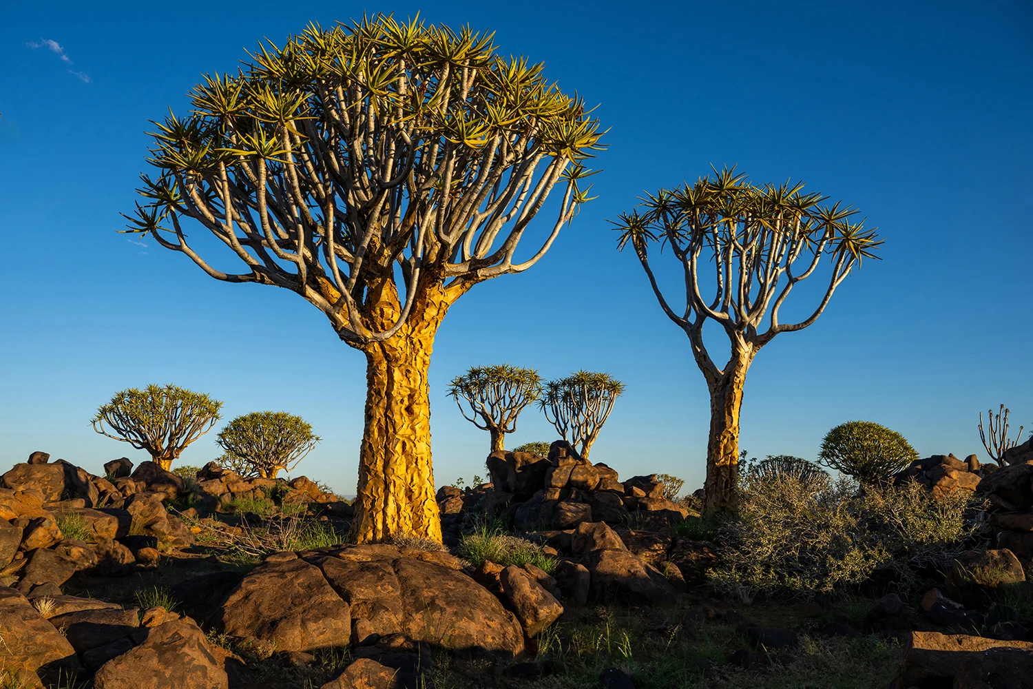 Quiver tree forest, Namibia – photo by Reiner Boehme