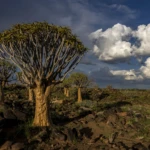 Unique trees