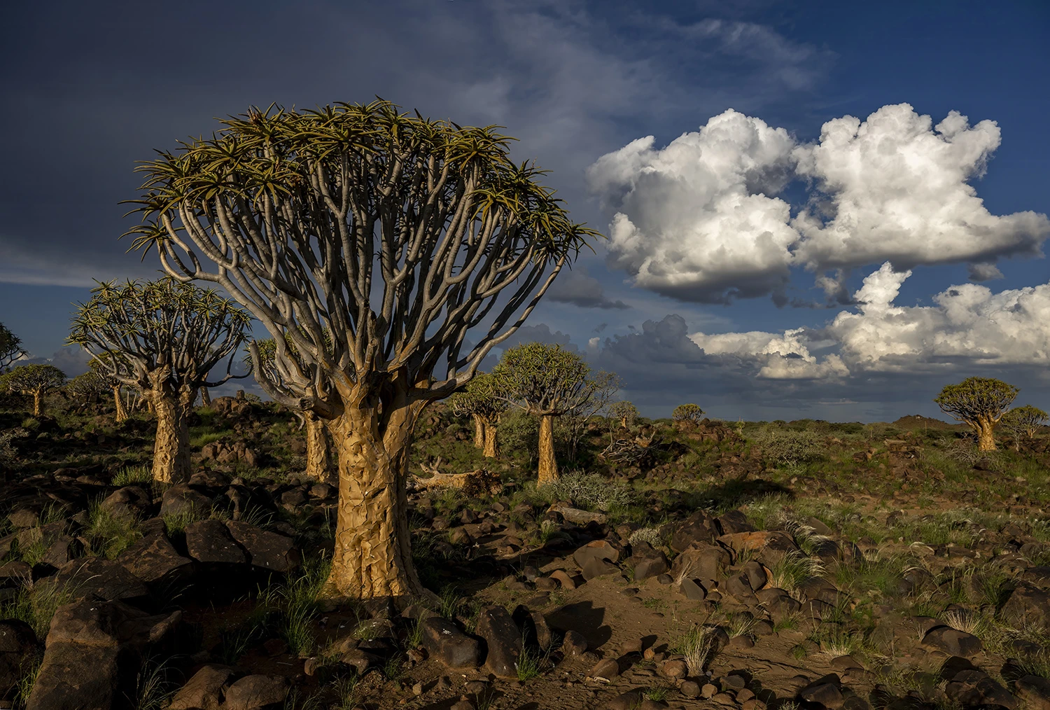 Unique trees, Namibia – photo by Reiner Boehme