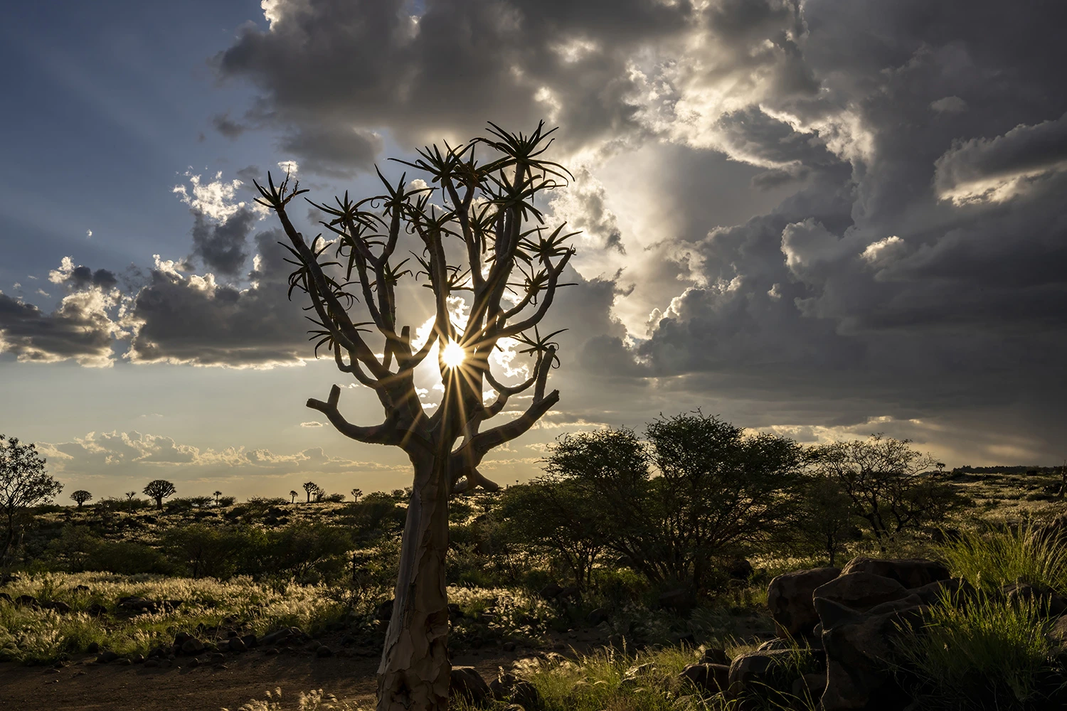 Quiver tree, Namibia – photo by Reiner Boehme