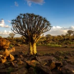 Evening at the quiver tree forest
