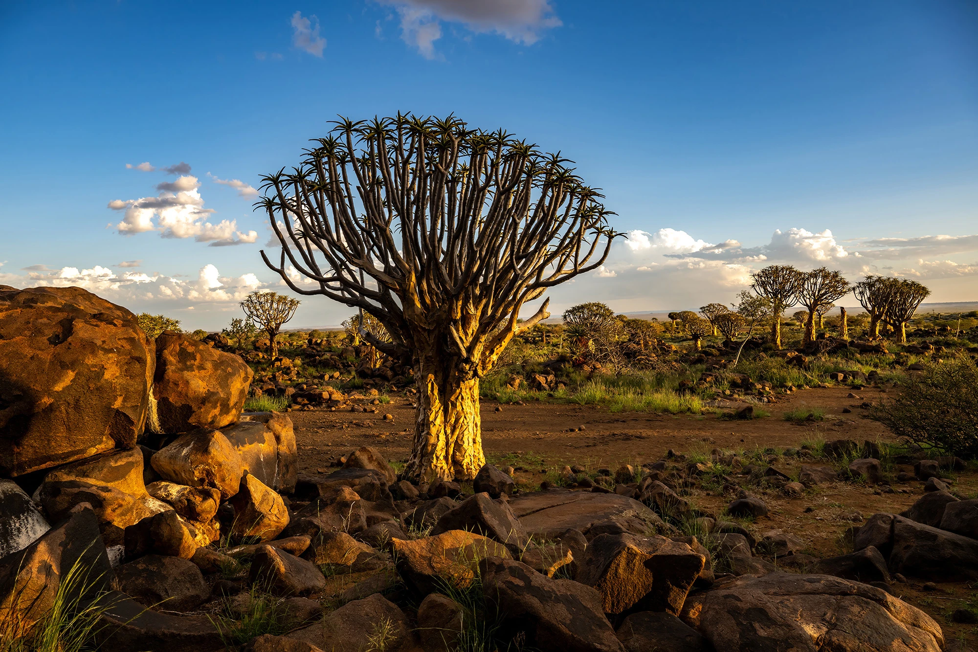 Evening at the quiver tree forest, Namibia – photo by Reiner Boehme