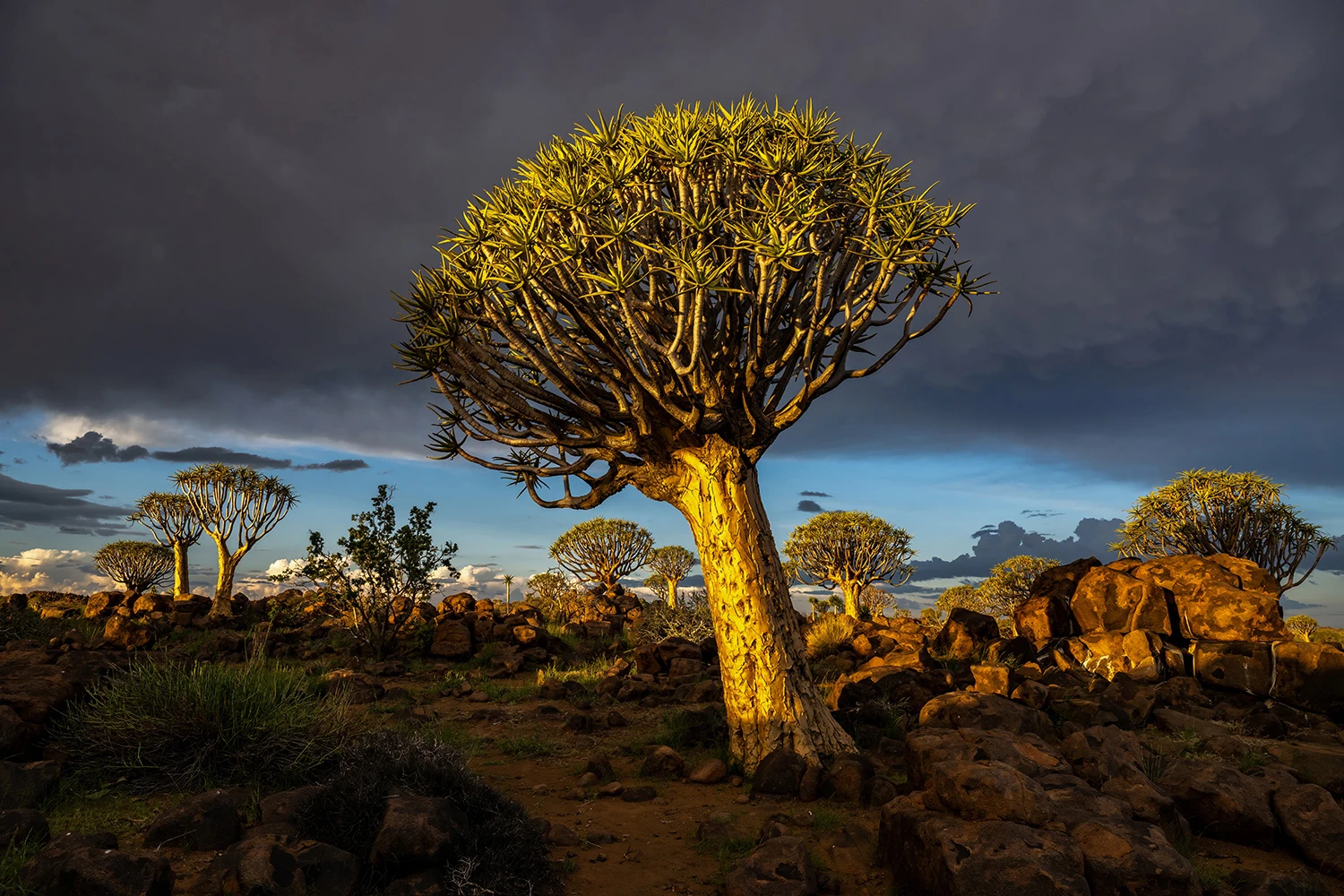 A few raindrops, Namibia – photo by Reiner Boehme