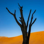 Lone tree
