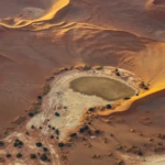 Variety in the desert