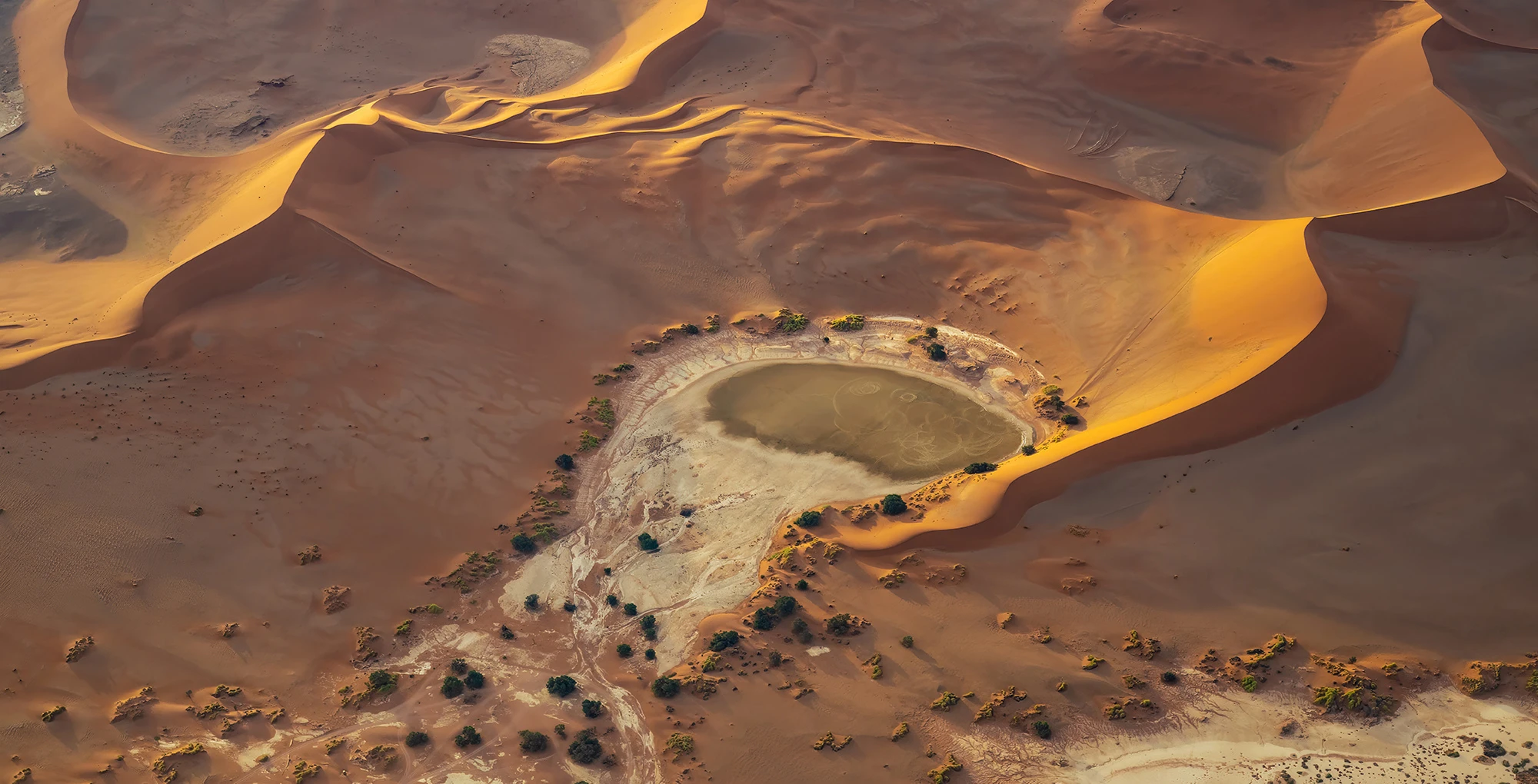Variety in the desert, Namibia – photo by Reiner Boehme