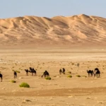 A camel herd passes by