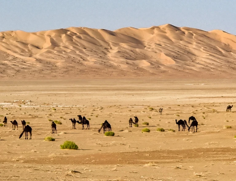 A camel herd passes by