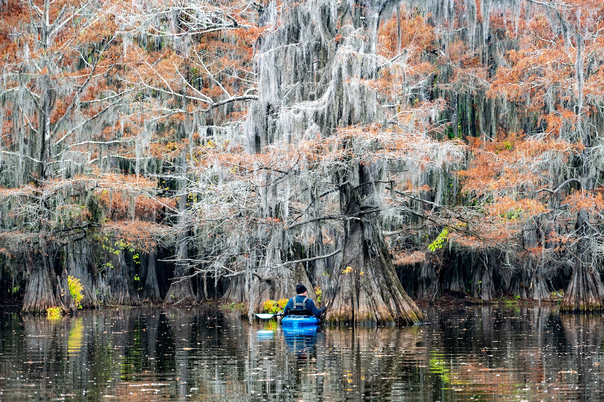 Wonder forest, Swamps of Louisiana/Texas – photo by Reiner Boehme