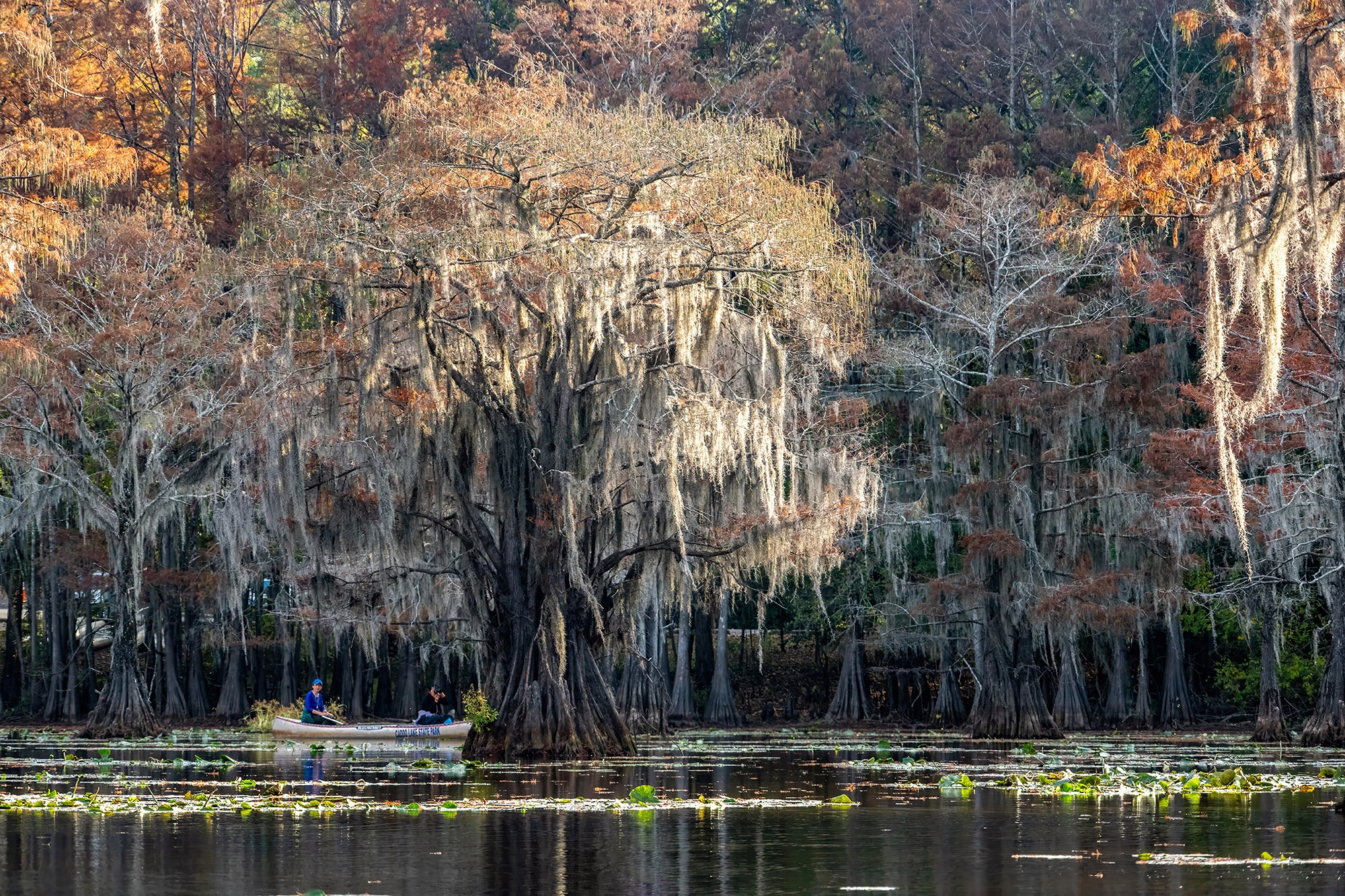 Magic forest, Swamps of Louisiana/Texas – photo by Reiner Boehme