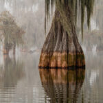 Foggy