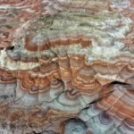 Bentonite colors